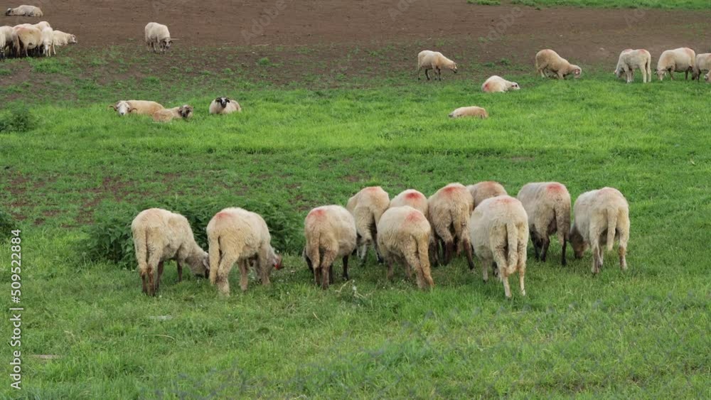 Flock of sheep grazing in grass and dirt field, Romania Flock of sheep grazing in grass and dirt field, Romania