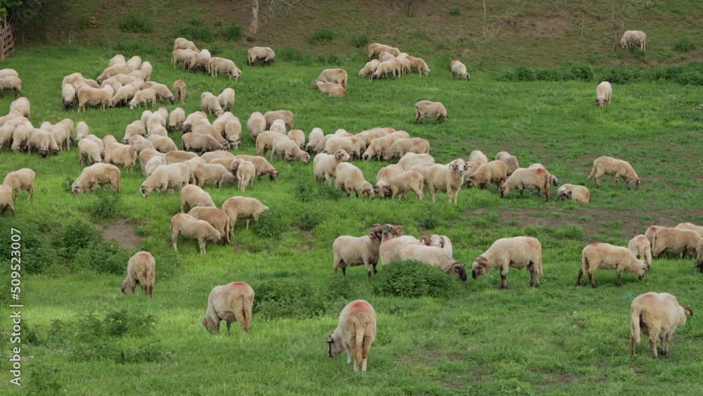 Large flock of domestic sheep grazing in sparse grass pasture, Romania Large flock of domestic sheep grazing in sparse grass pasture, Romania