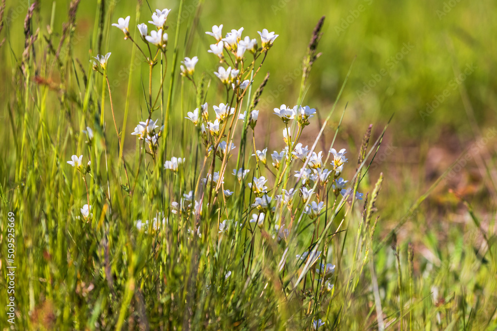 Fototapeta premium Meadow saxifrage flowering on a summer meadow