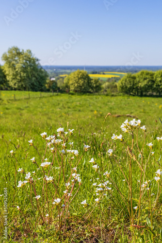 Fototapeta Naklejka Na Ścianę i Meble -  Meadow saxifrage flowers on a sunny meadow