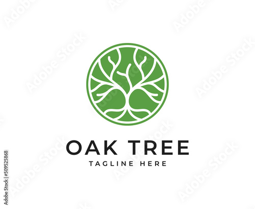 oak Tree vector icon. Nature trees vector illustration logo design