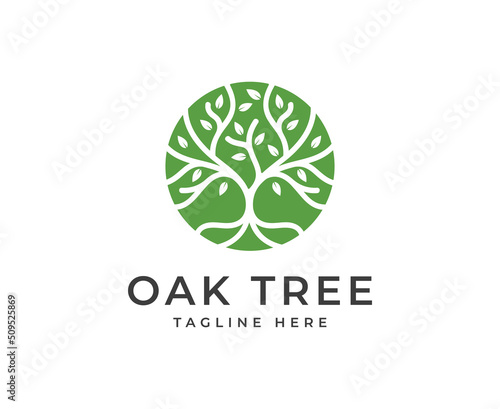 oak Tree vector icon. Nature trees vector illustration logo design