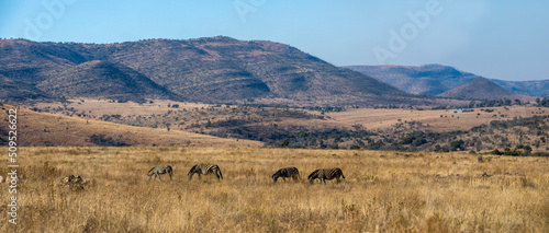 Incredible panoramic photo of the Pilanesberg National Park in South Africa with zebras, grazing freely on the African savannah.