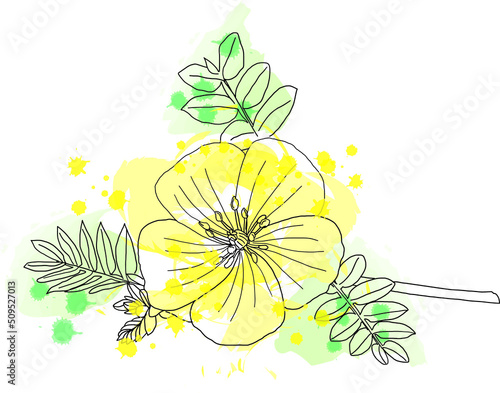 Black line flowers of Tribulus terrestris plant with color spread on white background. photo