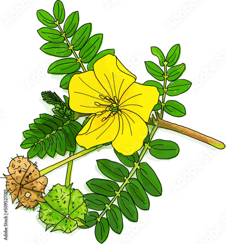 Abstract group of the devil's thorn plant. (Scientific name Tribulus terrestris)
