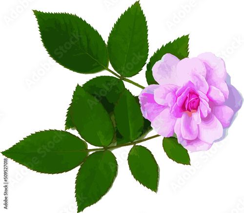 Abstract of Damask Rose flower with leaf.