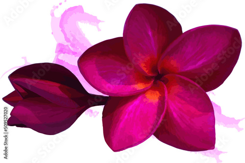 Abstract red frangipani flower with color paint on white background. (Scientific name plumeria)