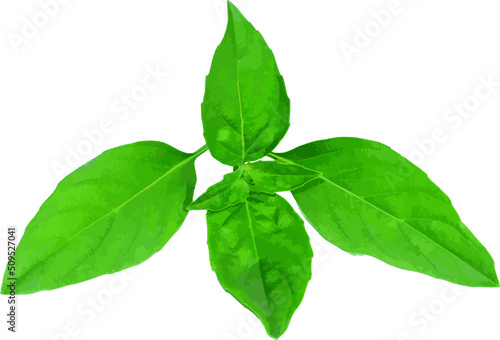 Abstract Sweet Basil leaves on white background. (Scientific name Ocimum basilicum Linn)