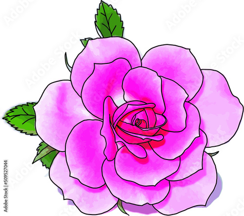 Abstract Pink of Rose flower on white background. (Scientific name Rosa damascena)