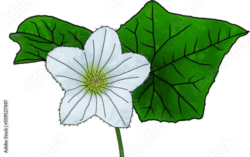 Abstract of ivy flower with leaf on white background. (Scientific name Coccinia grandis)