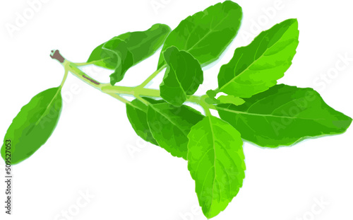 Abstract of Holy basil or Thai basil leaf on white background. (Scientific name Ocimum tenuiflorum)