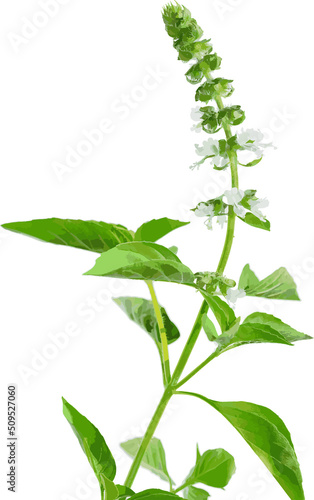 Hairy Basil flower and leaves on white background. (Scientific name Ocimum americanum)