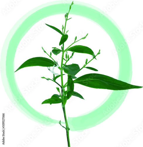 Abstract of Kariyat leaves or The Creat plant with soft green circle paint on white background. (Scientific Name Andrographis paniculata (Burm.f.) Wall.)