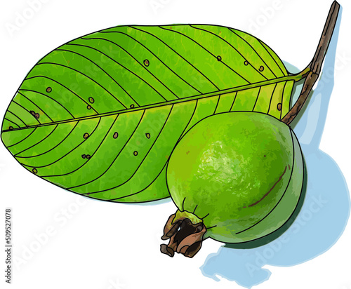 Abstract Guava and leaves with shadow on white background. (Scientific name Psidium guajava)