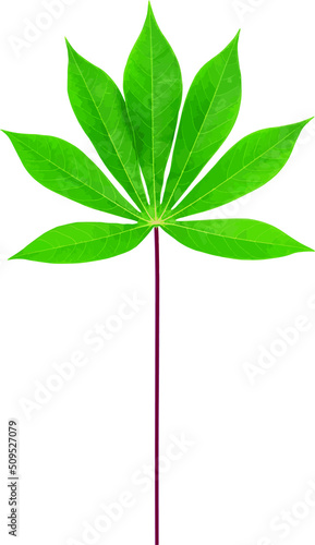 Abstract the leaves of Cassava tree, Yuca, Mandioa, Manioc or Tapioca isolate on white background. (Scientific name Manihot esculenta)