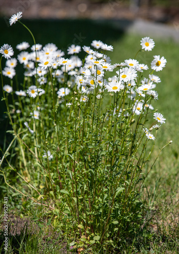 white wildflowers chamomile in nature