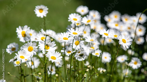 white wildflowers chamomile in nature