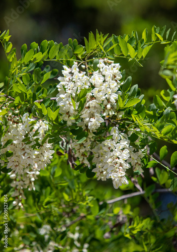 White acacia flowers on a tree, nature.