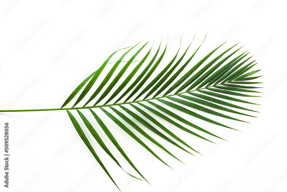 Fototapeta premium leaves of coconut palm tree isolated on white background, summer background.