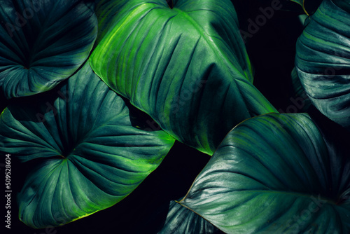 Wallpaper Mural closeup nature view of tropical leaves background, dark nature concept Torontodigital.ca