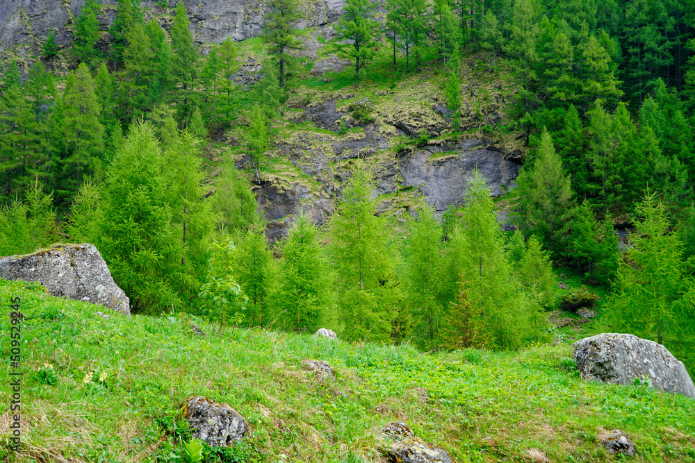 sheep in the mountains, Cerbului Valley, Bucegi Mountains, Romania 