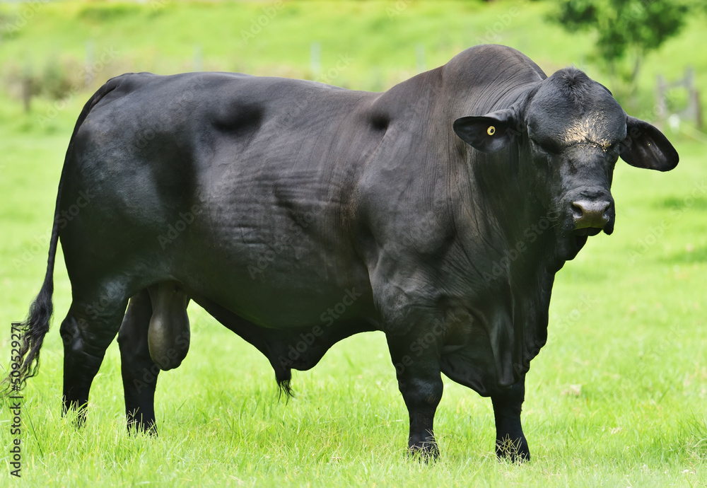 An impressively muscled black brangas bull, in Australia. A cross between Angus and Brahman cattle. An impressively muscled black brangas bull, in Australia. A cross between Angus and Brahman cattle.