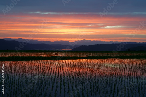 田植えを終えた水田に映り込む夕焼けが美しい山村の風景