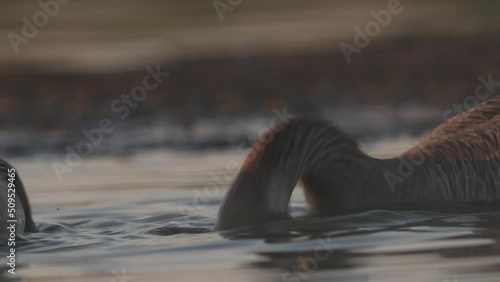 Greylag Gooses Anser anser Drinking