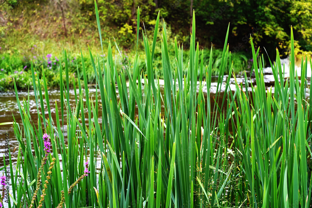 Fototapeta premium Green reeds in a wetland. Lots of reed leaves on the river bank. Close-up