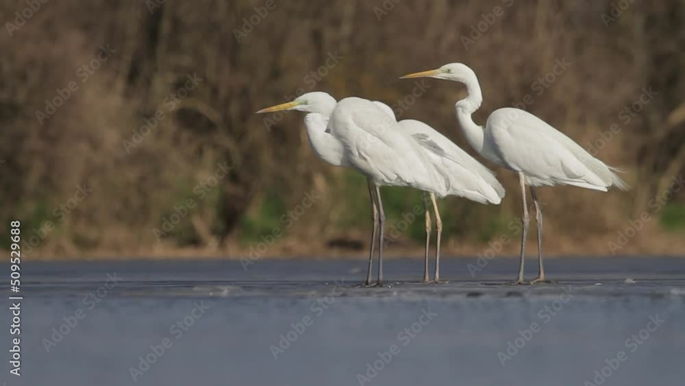 White Egret Egretta alba on the edge of a swampy lake they watch and relax in the wind White Egret Egretta alba on the edge of a swampy lake they watch and relax in the wind