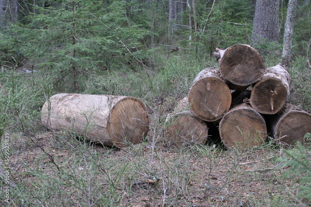 a stack of wooden lumber in the forest in spring
