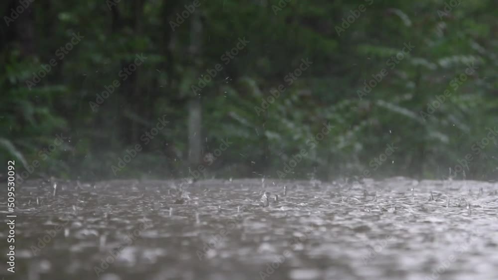 Heavy Rain On The Lake in summer forest Heavy Rain On The Lake in summer forest