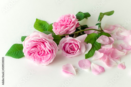 pink rose with petals.Isolated on white background.Beautiful floral card.Tea Rose.