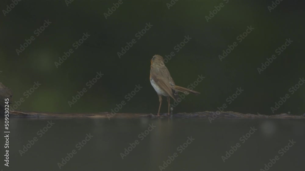 European robin Erithacus rubecula in the summer rain slow motion European robin Erithacus rubecula in the summer rain slow motion