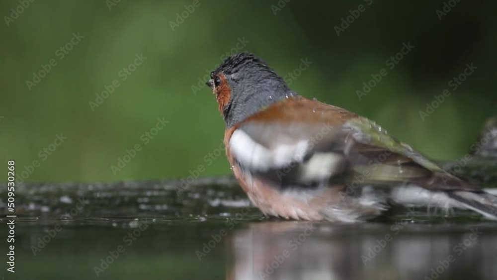 Common chaffinch Fringilla Coelebs Bathing Common chaffinch Fringilla Coelebs Bathing