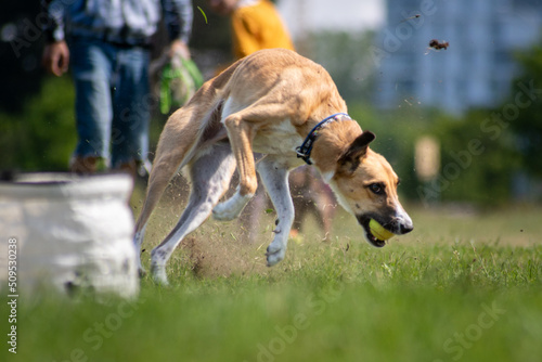 Obraz na płótnie Sportowy pies - border whippet w salonie
