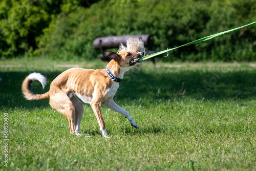 Sportowy pies - border whippet