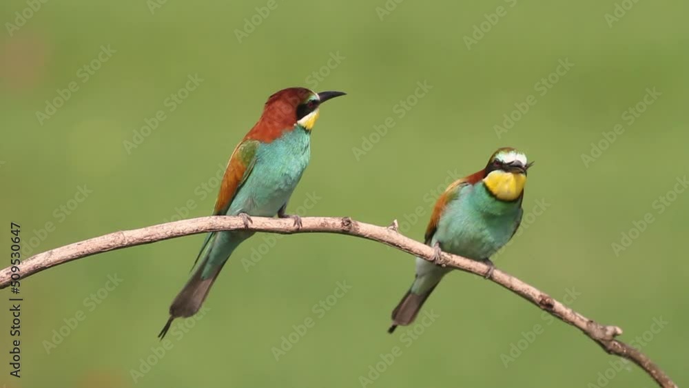 The Bee-Eater Merops Apiaster Caught The Dragonfly. Bird Holds Prey In Its Beak The Bee-Eater Merops Apiaster Caught The Dragonfly. Bird Holds Prey In Its Beak