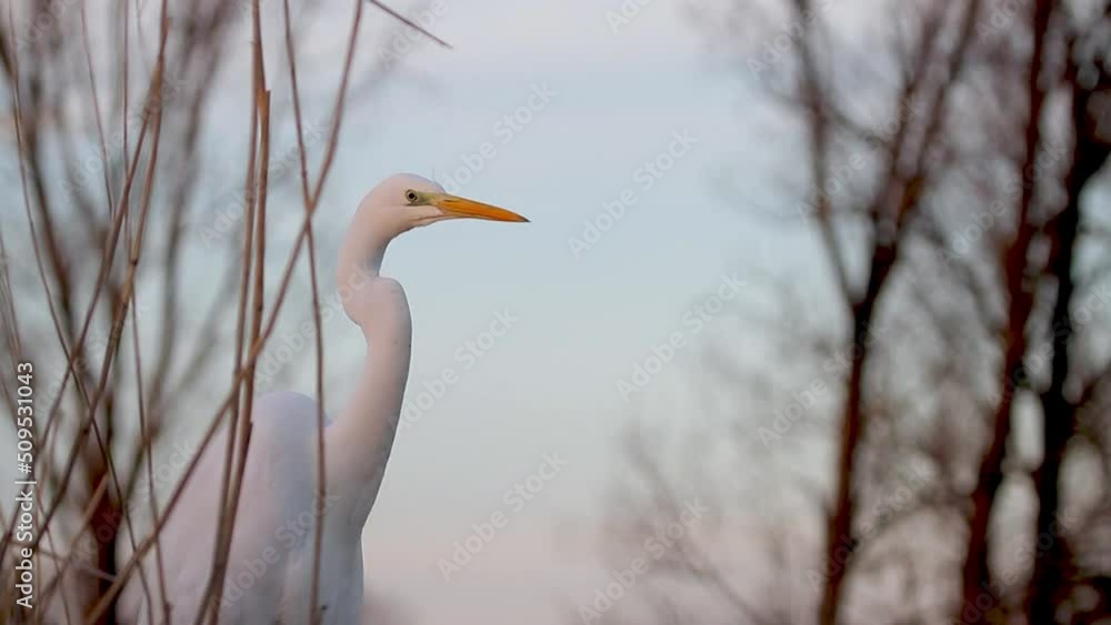 White Egret Egretta alba watching in the reeds. Close-up Image White Egret Egretta alba watching in the reeds. Close-up Image