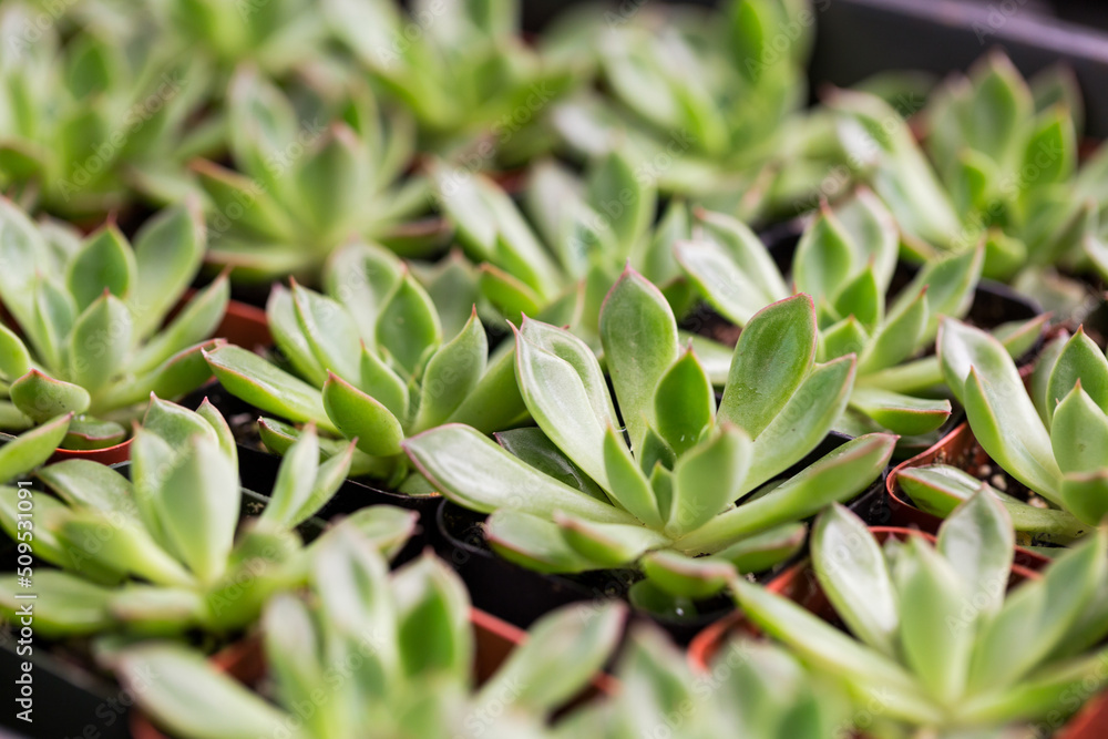 Obraz premium Little Succulent Plants in a Row
