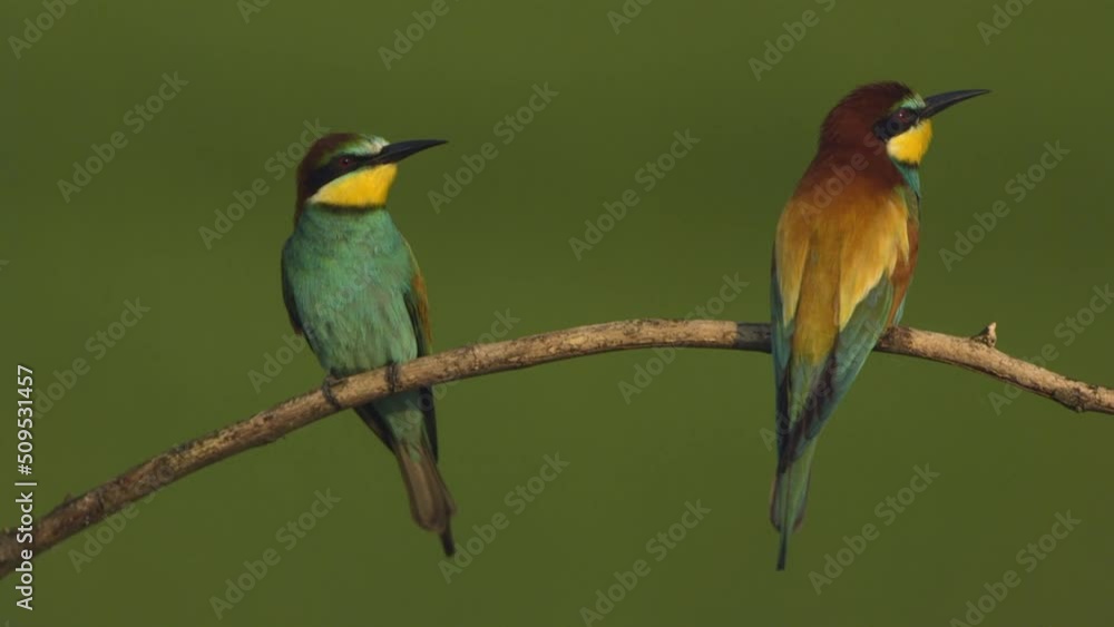 European Bee-Eater merops apiaster. an early sunny morning two birds are sit European Bee-Eater merops apiaster. an early sunny morning two birds are sit