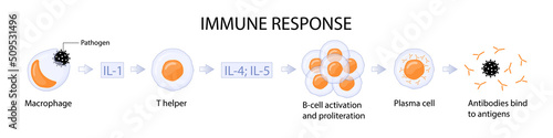 Immune response. stages of humoral immunity. photo