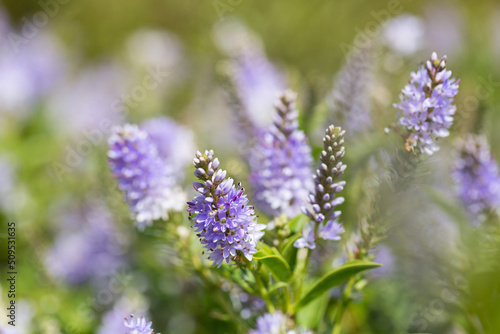 Close up of Purple Hebe in Bloom