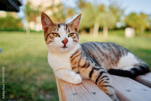 Foto Cute little kitty cat laying on the wooden bench in the city park