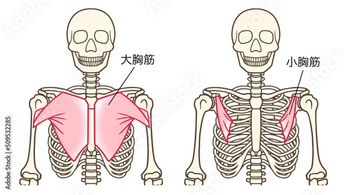 大胸筋、小胸筋、上肢帯の筋肉、名称あり