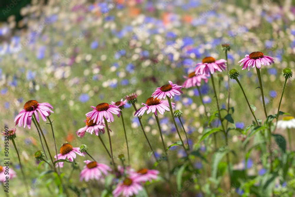 Obraz premium Colorful Summer Flower Garden in Bloom