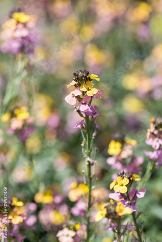 Close up of Wallflower in Bloom © majen