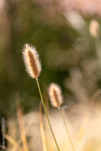  ornamental grass   Blonde Ambition  