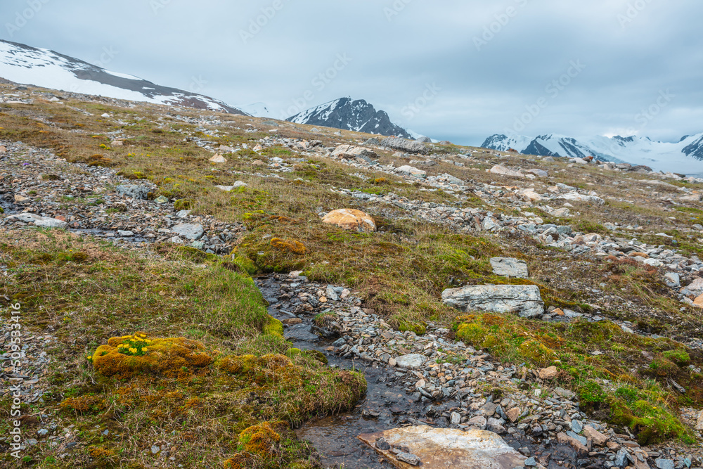Vivid sunlit landscape with small yellow buttercup flowers among mosses and grasses near clear mountain stream with view to large snow mountain range in cloudy sky. High mountain flora in sunlight. Vivid sunlit landscape with small yellow buttercup flowers among mosses and grasses near clear mountain stream with view to large snow mountain range in cloudy sky. High mountain flora in sunlight.