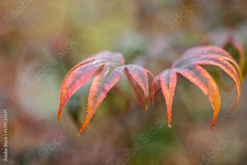 Close up of Japanese Mable Leaves in the Autumn  photo